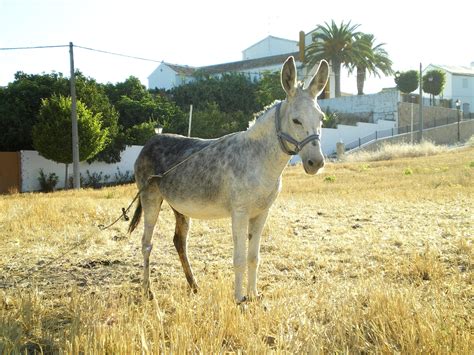Burro Y Burra Haciendo El Amor 2