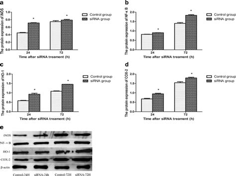 Effect Of Selk Silencing On Protein Expressions At And H After