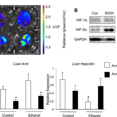 Hif Signaling In The Liver Is Required For Repression Of Hepcidin