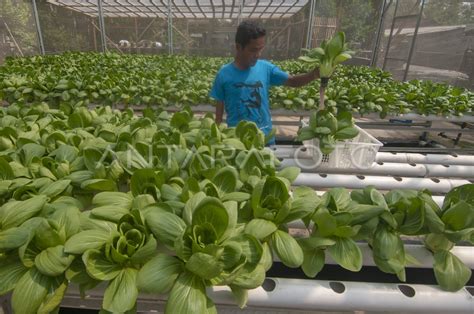 Pemberdayaan Warga Difabel Dalam Pertanian Hidroponik ANTARA Foto