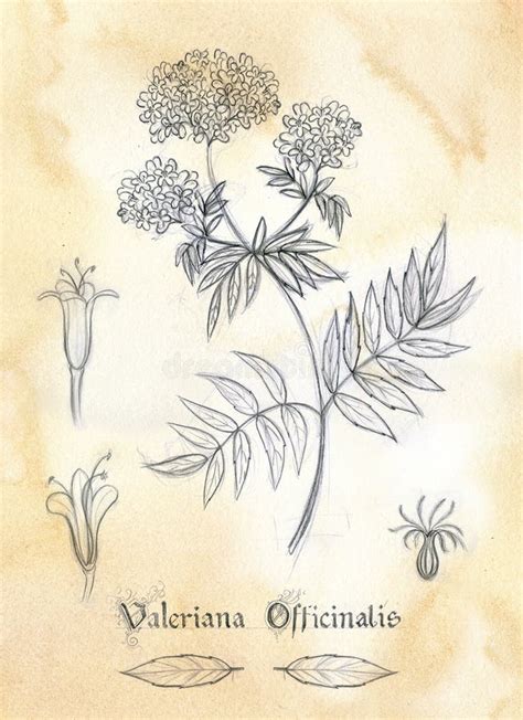 Dibujo Del Vector De Los Officinalis Del Valeriana Flor Médica Aislada Ejemplo Grabado Herbario