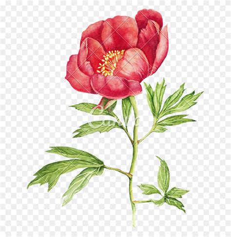 Red Peony Flower Watercolor Flower Watercolor Png Flyclipart