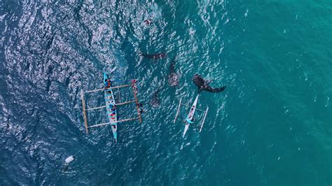 Snorkeling With Rare Whale Sharks On Cebu Island, Philippines, Aerial ...