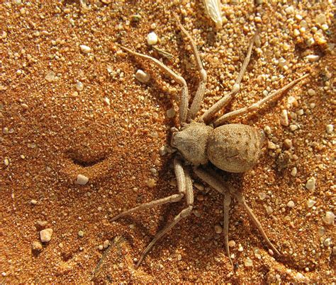 The Top 10 Deadliest Spiders In The World Owlcation