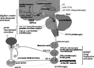 Neural Circuitry Relevant To PAG Periaqueductal Gray LC