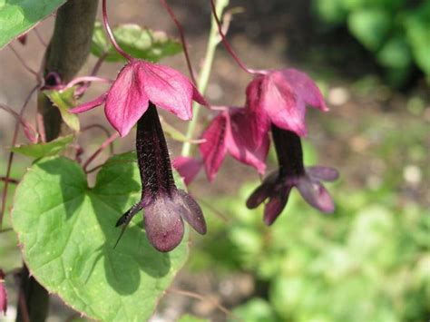 Rhodochiton uzgoj iz sjemena kućna njega fotografija