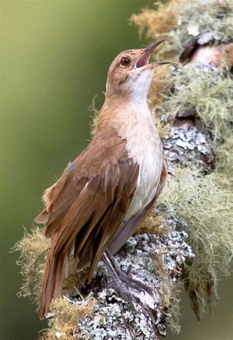 Curiosidades Sobre El Hornero El P Jaro Alba Il Que Es Un Verdadero