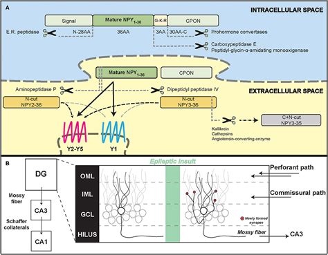 Frontiers Npy And Gene Therapy For Epilepsy How When And Y