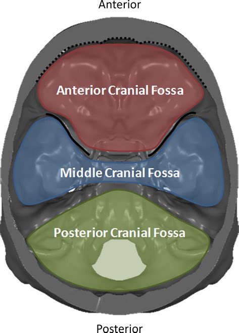 Evaluation Of Morphological Changes In The Adult Skull With Age And Sex