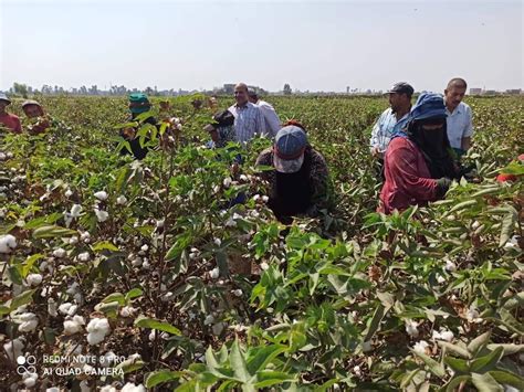 زراعة الشرقية تنفذ مدرسة حقلية عن الجنى المحسن لمحصول القطن فى بلبيس