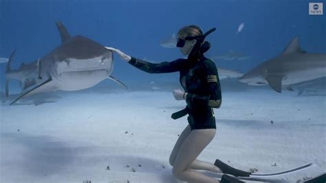 Video Diver Has Close Encounter With Tiger Shark Abc News