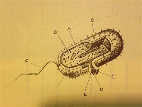 Microbio Bacterial Cell Unit 4 Diagram Quizlet