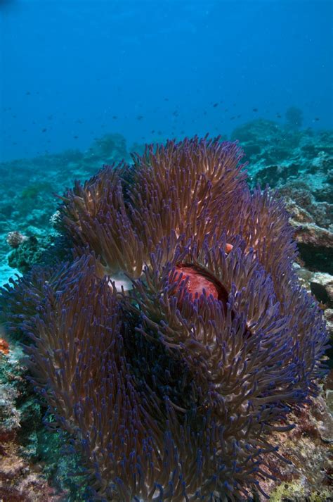 Over Down Under Post Ii Finding Desmond First Dive