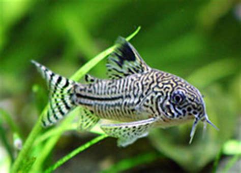 Corydoras Catfish - Cory Catfish Profile and Information on Feeding ...