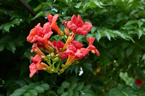 How to Identify, Grow, and Care for Trumpet Vine (Campsis radicans) | Florgeous