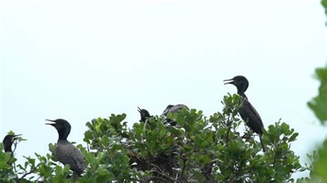 Bird Mangrove Forest Stock Footage Video (100% Royalty-free) 1026498842 ...