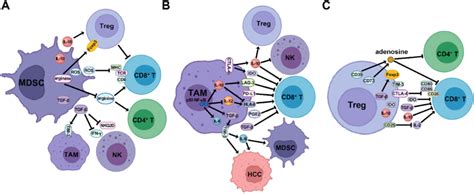 The Mechanism Of Suppressive Immune Cells In The Tme To Promote Hcc