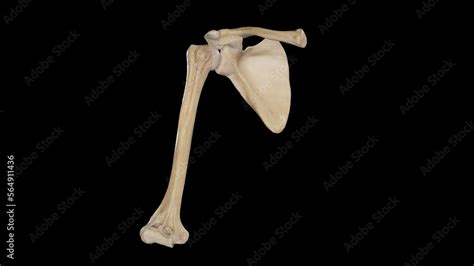 Bones of Shoulder Girdle - Anterior View Stock Illustration | Adobe Stock