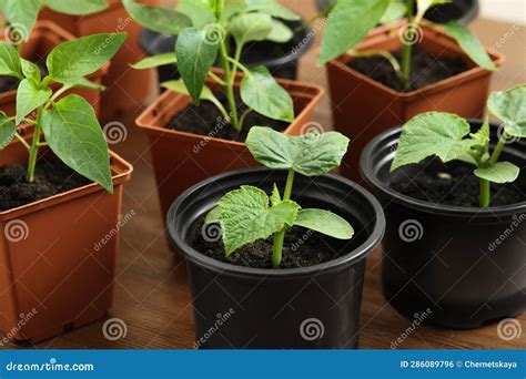 Seedlings Growing In Plastic Containers With Soil On Wooden Table