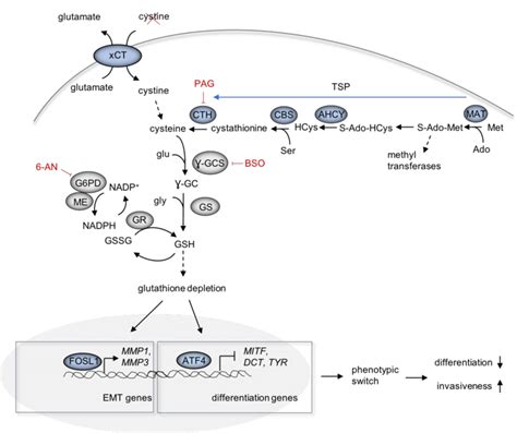 Schematic Overview Of The Induction Of The Phenotypic Switch In