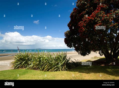 Pohutukawa tree and beach hi-res stock photography and images - Alamy