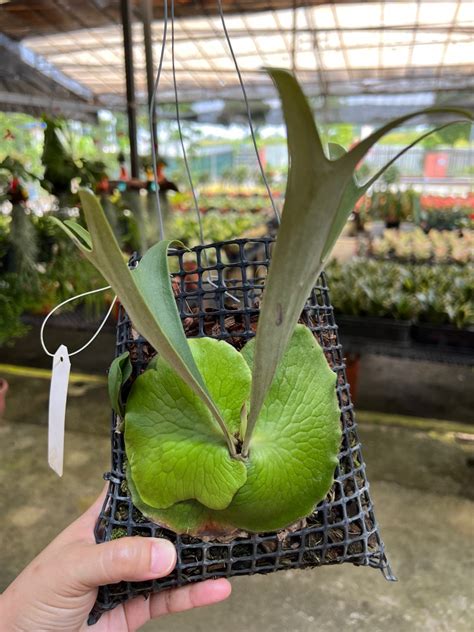 Staghorn Ferns Platycerium Alcicorne Africa Furniture Home Living