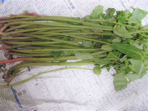 山菜ミズの食べ方と下処理の方法は簡単だから安心して！漬物・水物・炒め物レシピ ゆきのココだけの話
