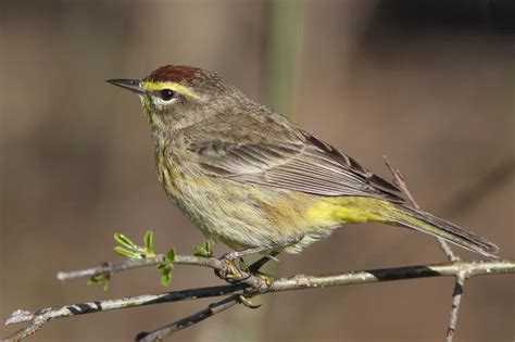 20 Species Of Warblers In Nova Scotia Id Song Season Guide