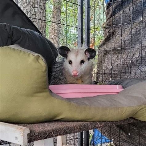 Pin By Sandi Williams On Opossums 🦡🦡🦡 Cute Animals Opossum Animals