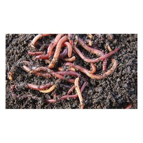 Earthworm Compost at Rs 15/kg | Organic Compost Fertilizer in Hosur ...