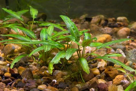 Cryptocoryne Merkmale Und Ansprüche Zooplus Magazin