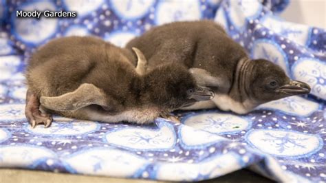 Moody Gardens welcomes 2 new macaroni penguin chicks to their exhibit ...