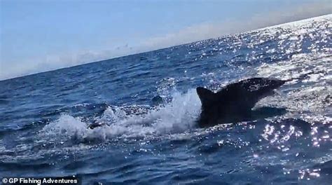 Heart Stopping Moment Great White Shark Crashes Into Kayaker And Almost