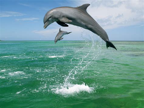 Dolphin Wallpaper 2560x1920 58373