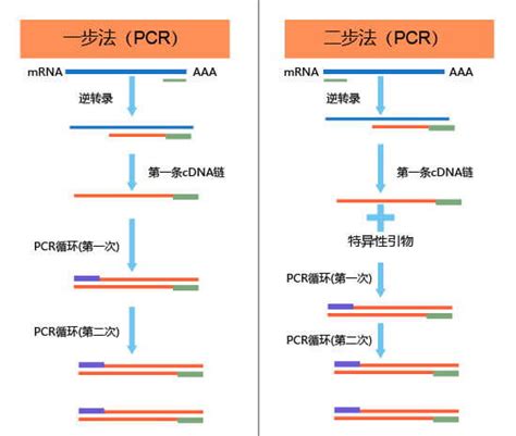 逆转录pcr技术 一步法两步法逆转录pcr 南京德泰生物