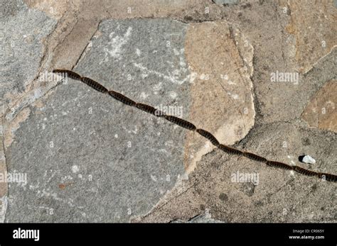 Line Of Pine Processionary Caterpillars In Spain Stock Photo Alamy