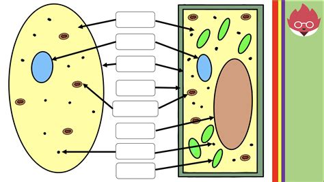 Plant Cell Labeled Gcse