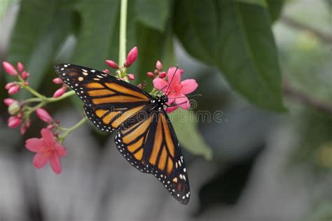 Monarch Butterfly on Flower Stock Image - Image of colorful, closeup ...