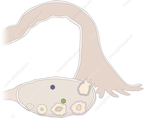 Luteal phase, illustration - Stock Image - C039/2333 - Science Photo ...