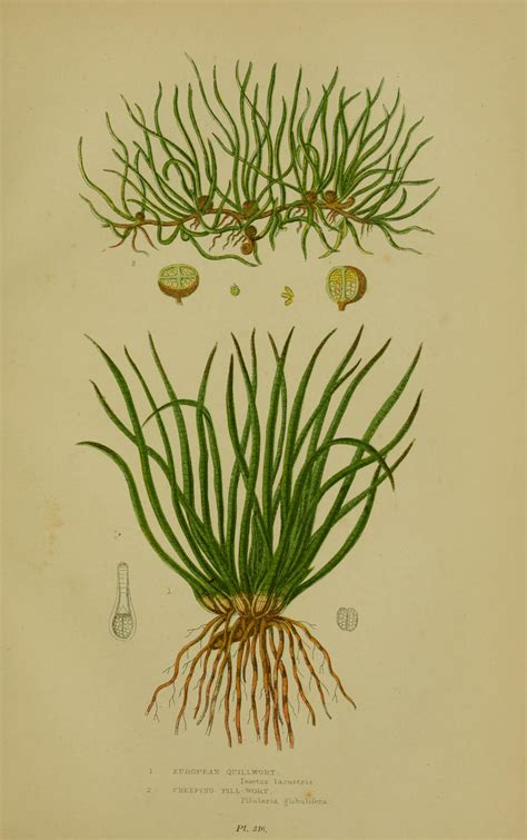 Quillwort Vintage Grass Free Stock Photo - Public Domain Pictures