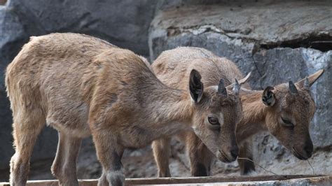 Markhor - A-Z Animals