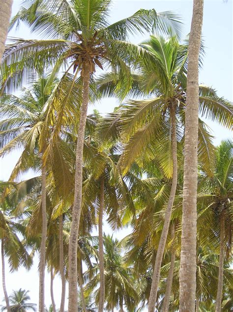 Potted Palm Plant Care Of