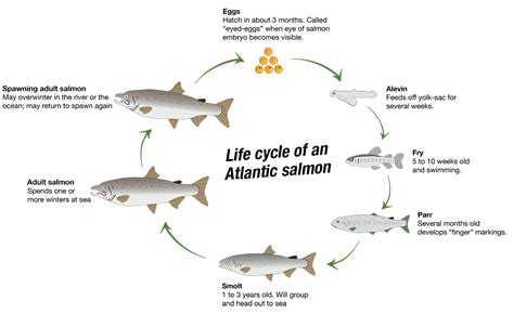 Atlantic Salmon Fry