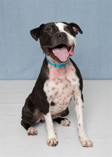 107904 Ruger2 Humane Society For Southwest WA Flickr