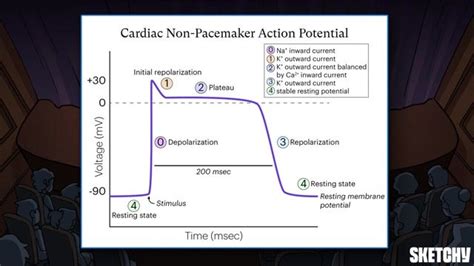 Cardiac Action Potentials Non Pacemaker Free Sketchy Medical Lesson