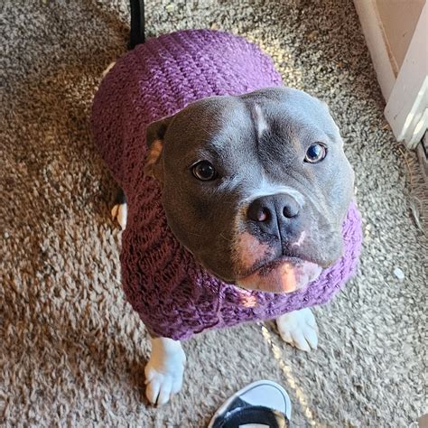 Colder weather means sweaters for my Lil hippo : r/velvethippos