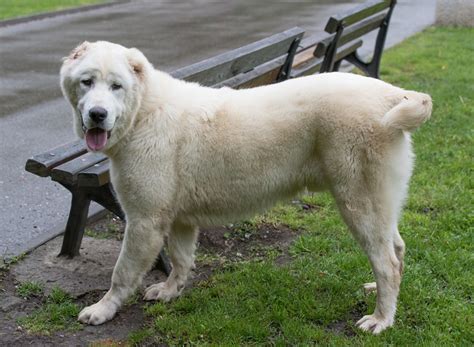 Central Asian Shepherd Breed Information, Characteristics & Heath ...