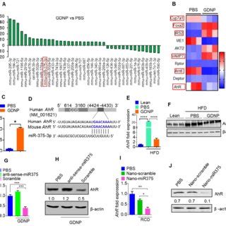 MiR 375 Regulates AhR Expression A Bar Graph Showing The Fold Change