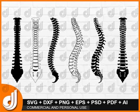 ANATOMY SPINE SVG Spine Svg Spine Clipart Spine Silhouette Etsy