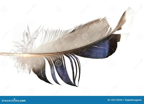 Blue Black Grey Magpie Feather Isolated Stock Photo - Image of soft ...